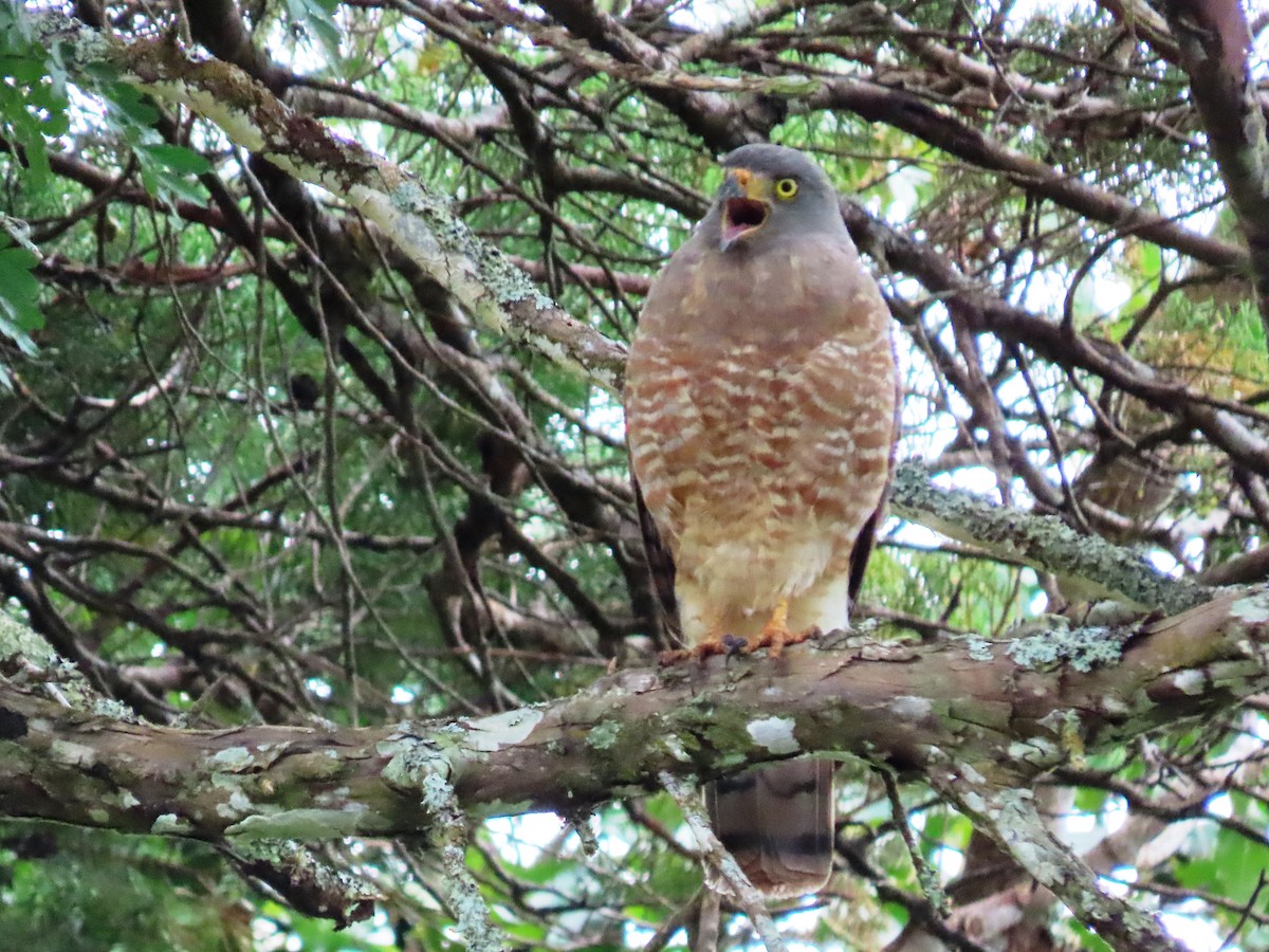 Roadside Hawk - Cynthia Tercero