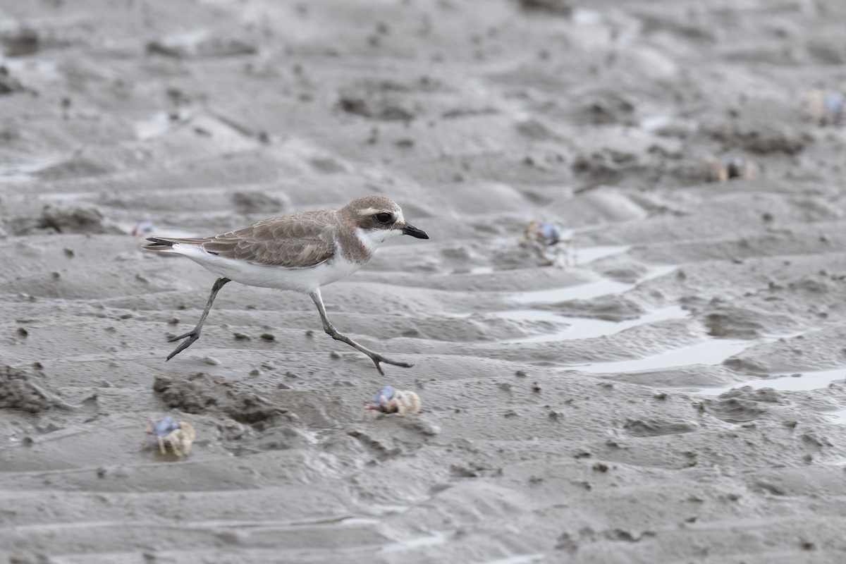 Siberian Sand-Plover - ML613016375