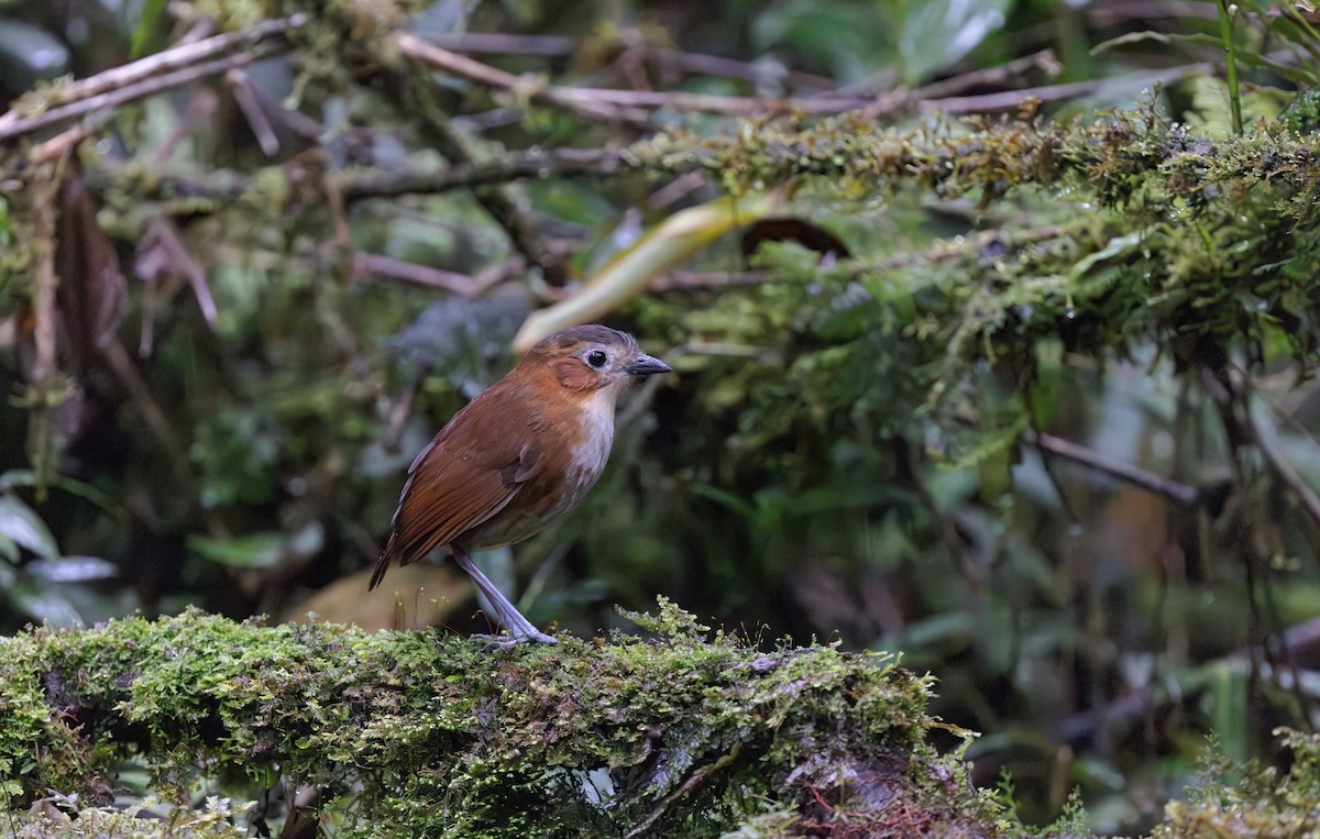 Rusty-tinged Antpitta - Timo Mitzen