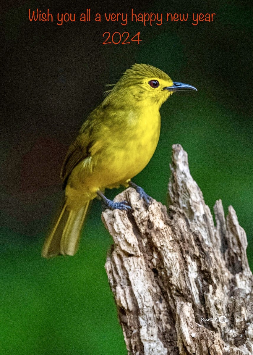 Yellow-browed Bulbul - ML613016629