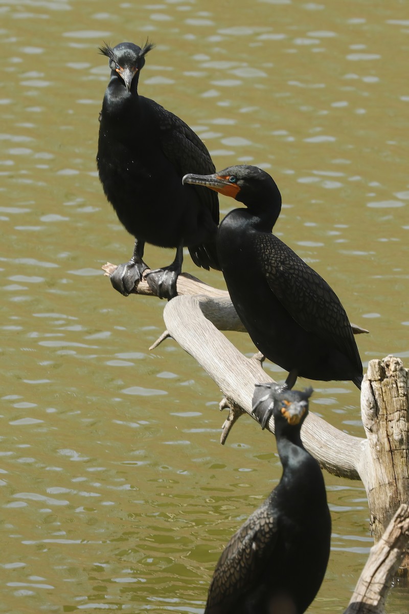 Double-crested Cormorant - Jun Tsuchiya