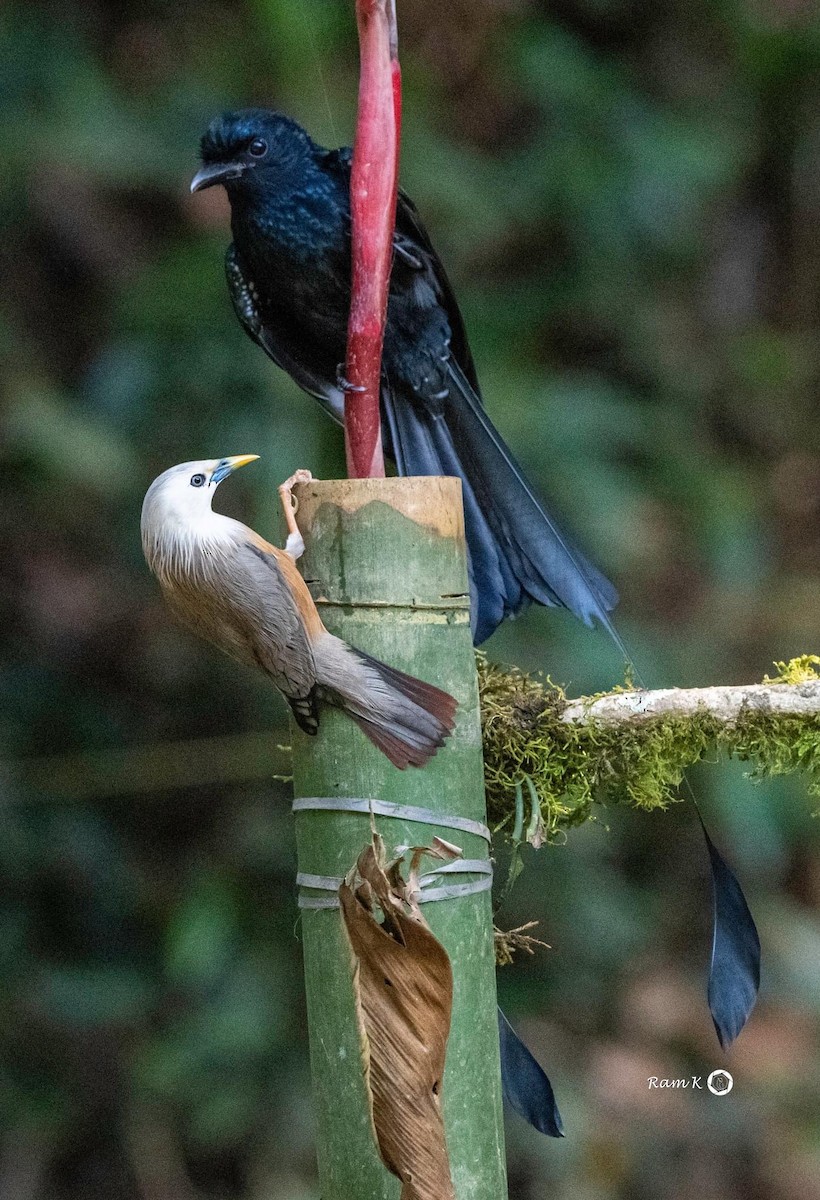 Malabar Starling - ML613016642