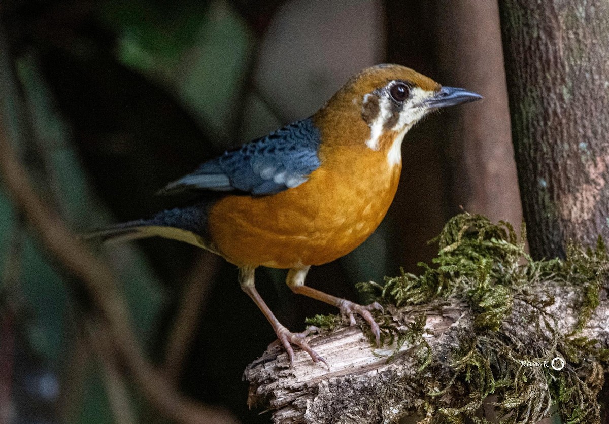 Orange-headed Thrush - ML613016658