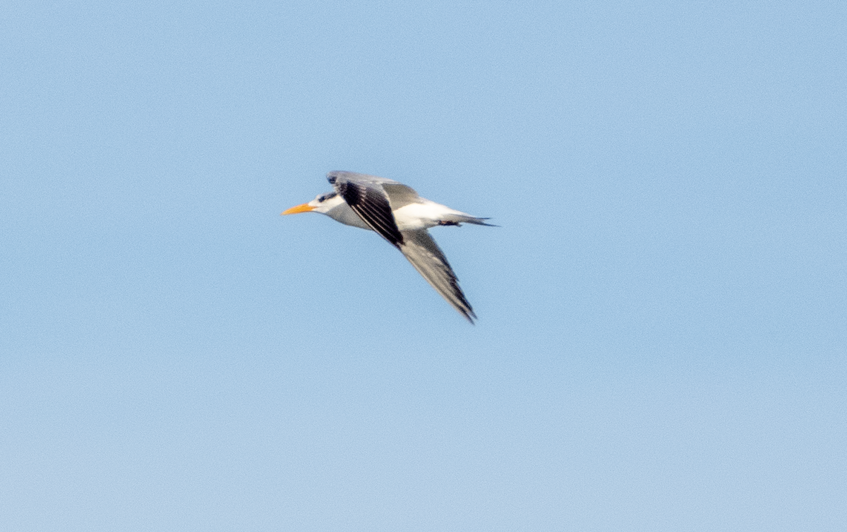 Royal Tern - ML613016672