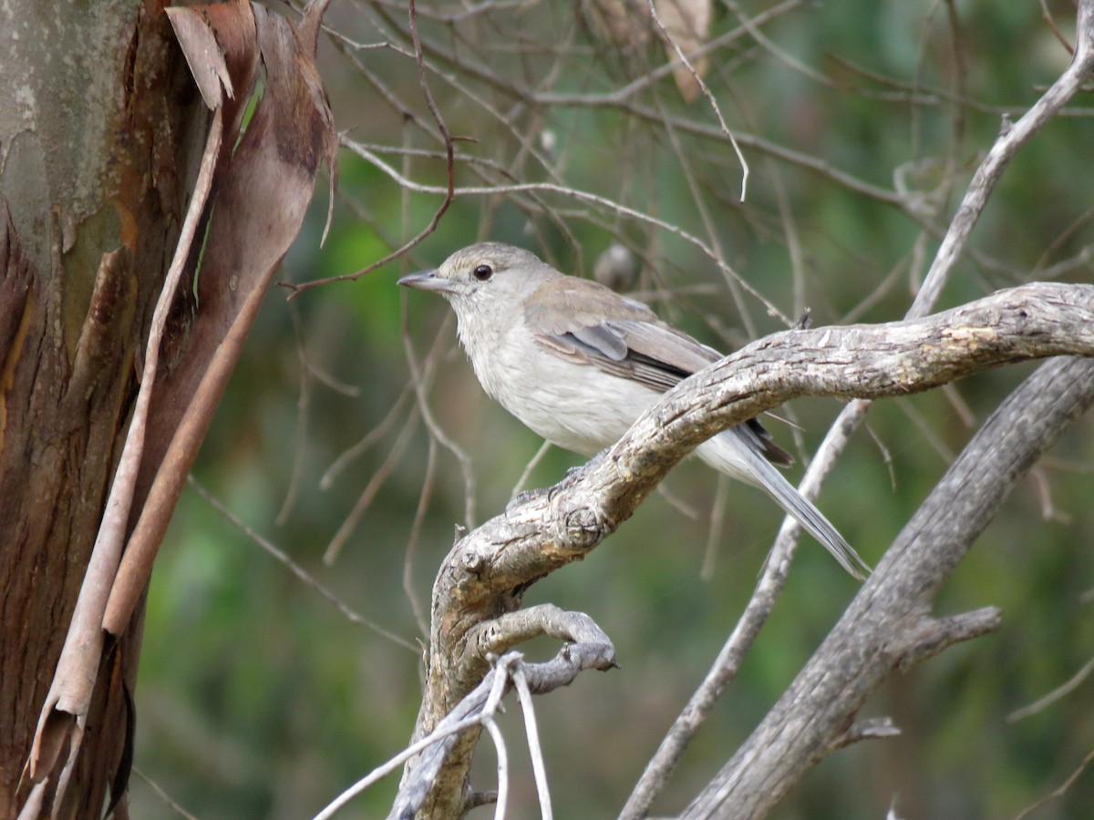 Gray Shrikethrush - Michael  Livingston