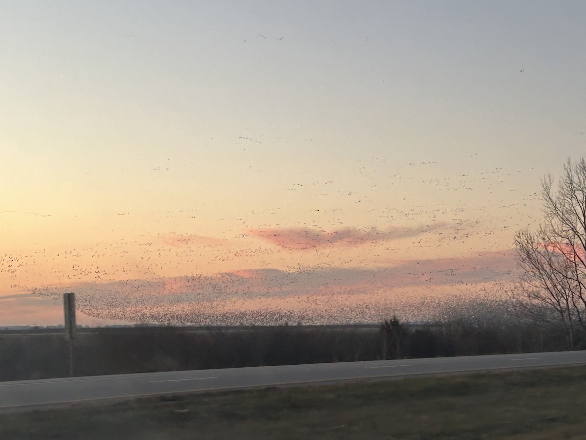 Snow Goose - ML613016764