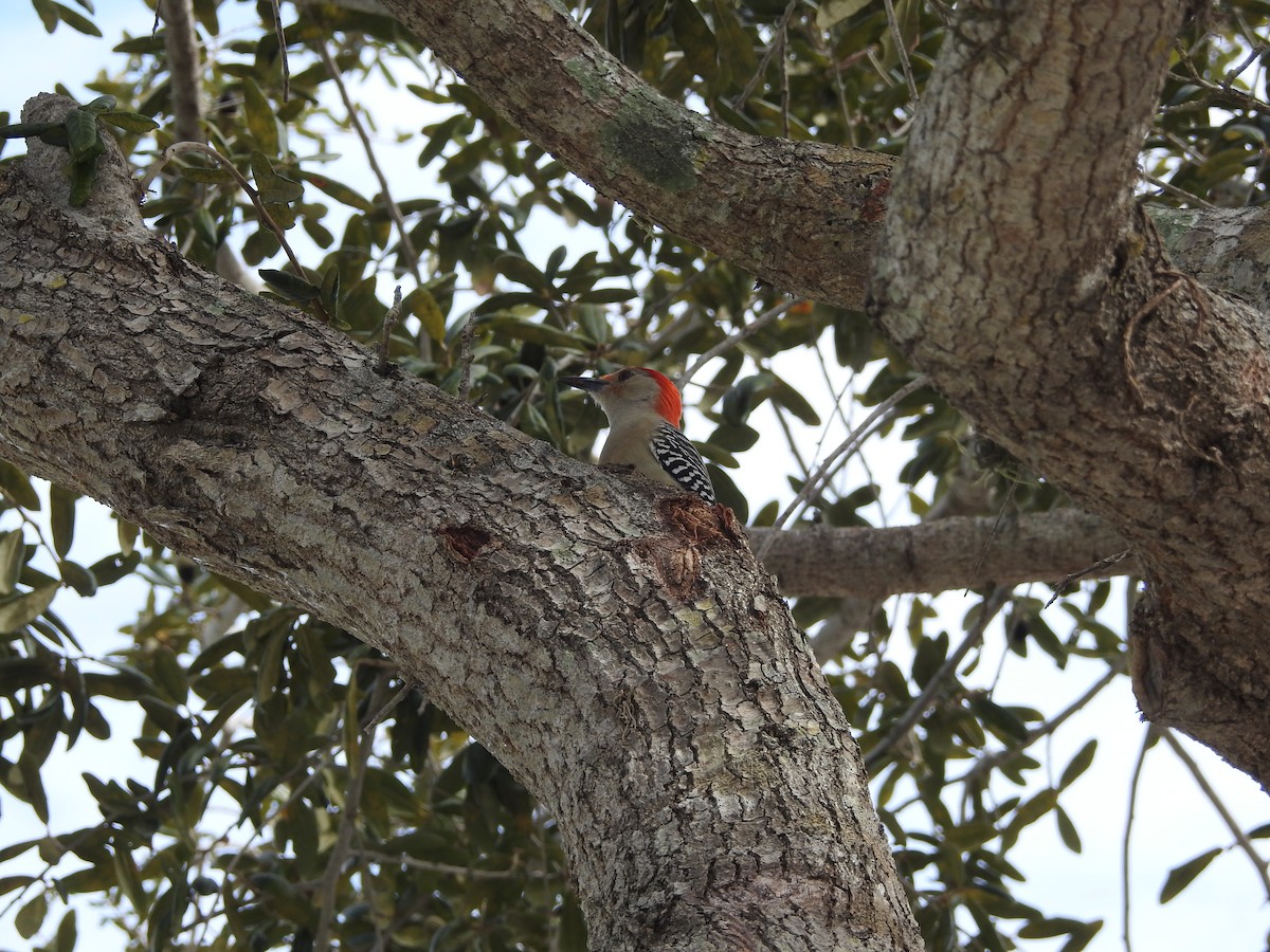 Red-bellied Woodpecker - Ariel Gonzalez