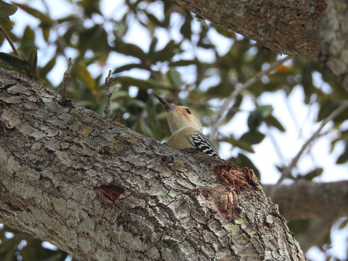 Red-bellied Woodpecker - Ariel Gonzalez