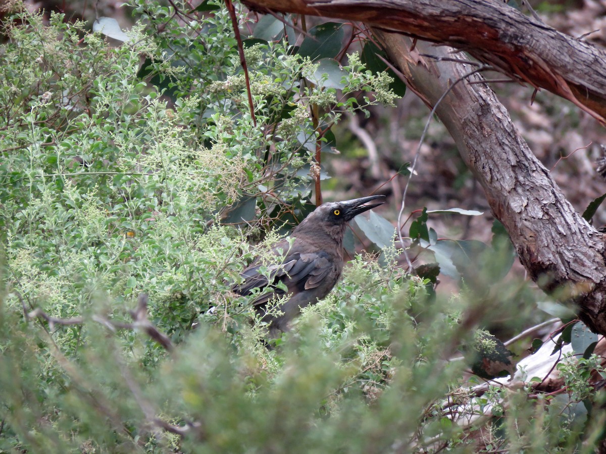 Gray Currawong - ML613016778