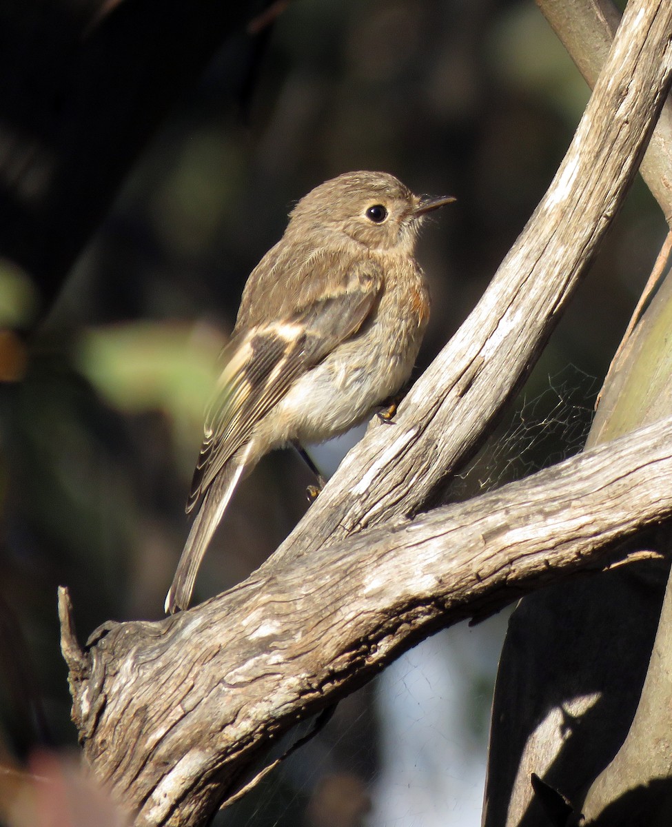 Scarlet Robin - ML613016790