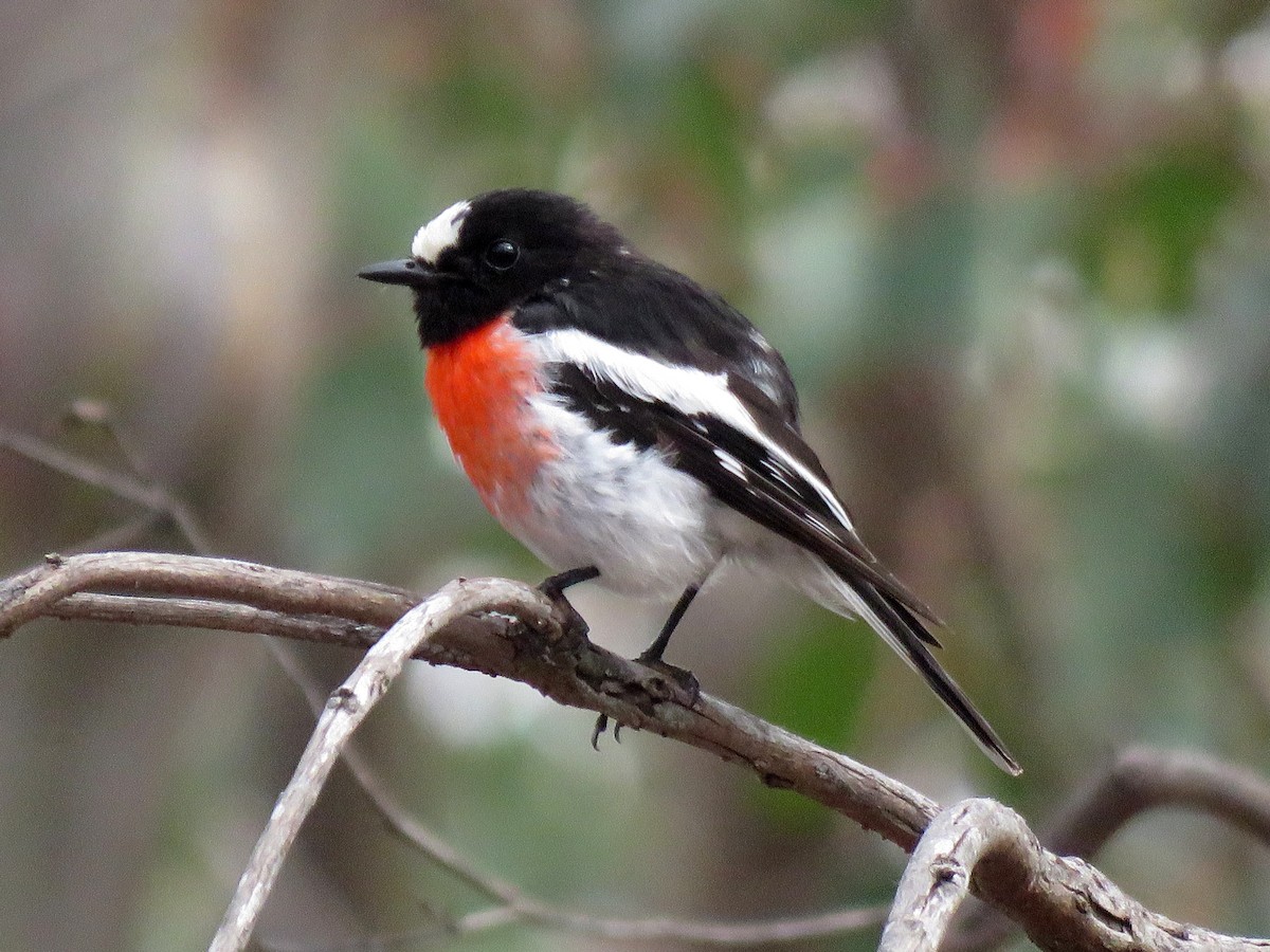 Scarlet Robin - Michael  Livingston