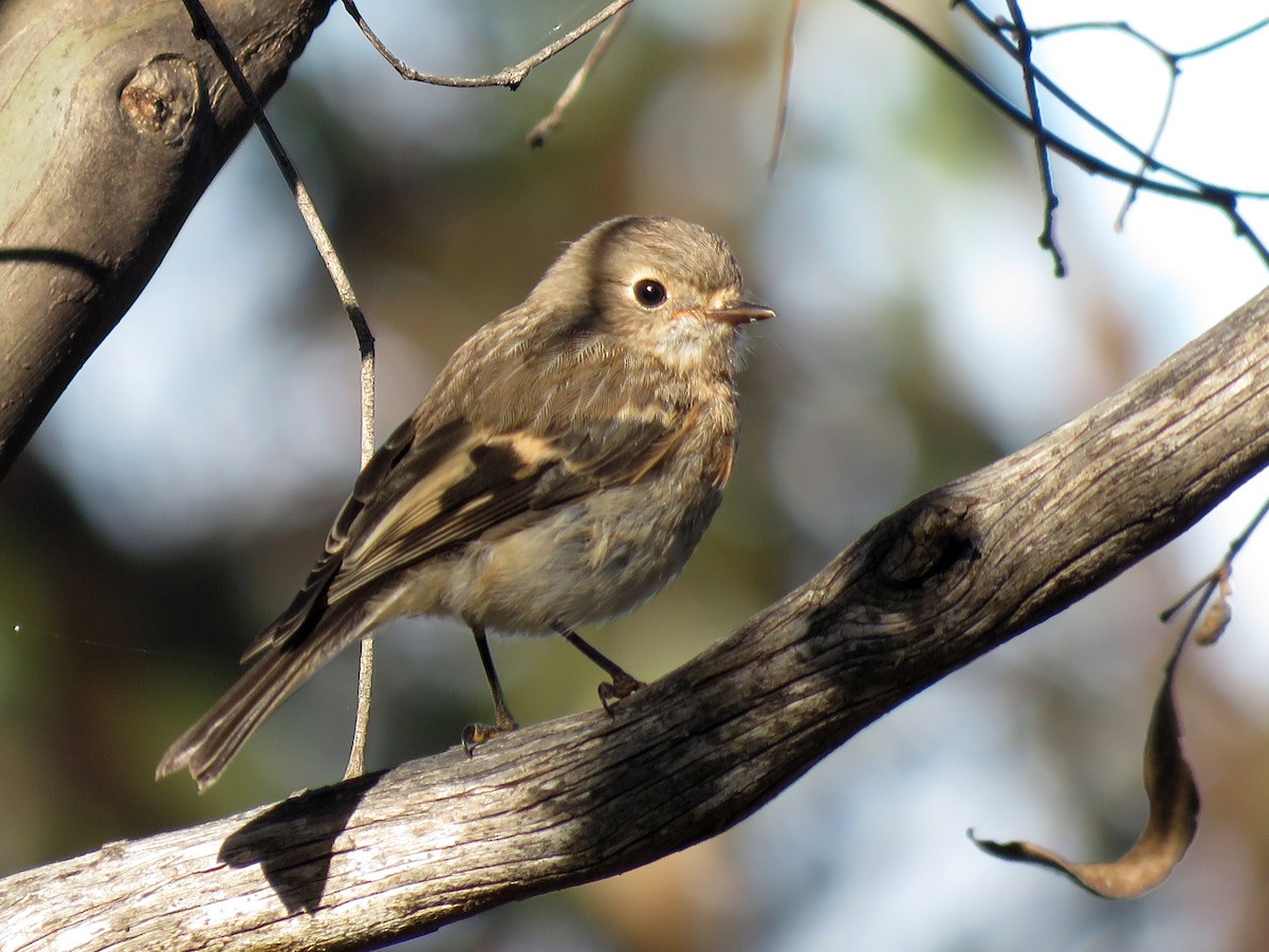 Scarlet Robin - ML613016792