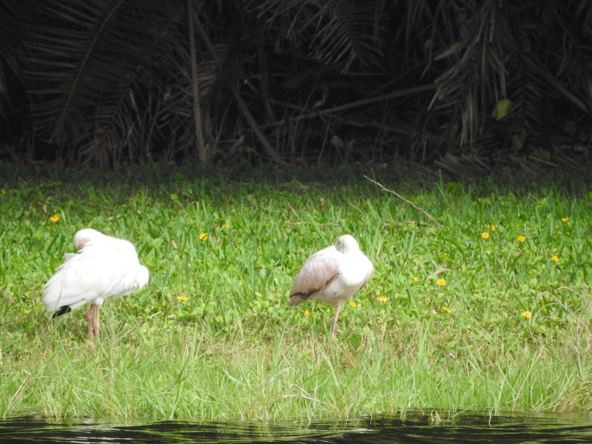 Roseate Spoonbill - ML613016807