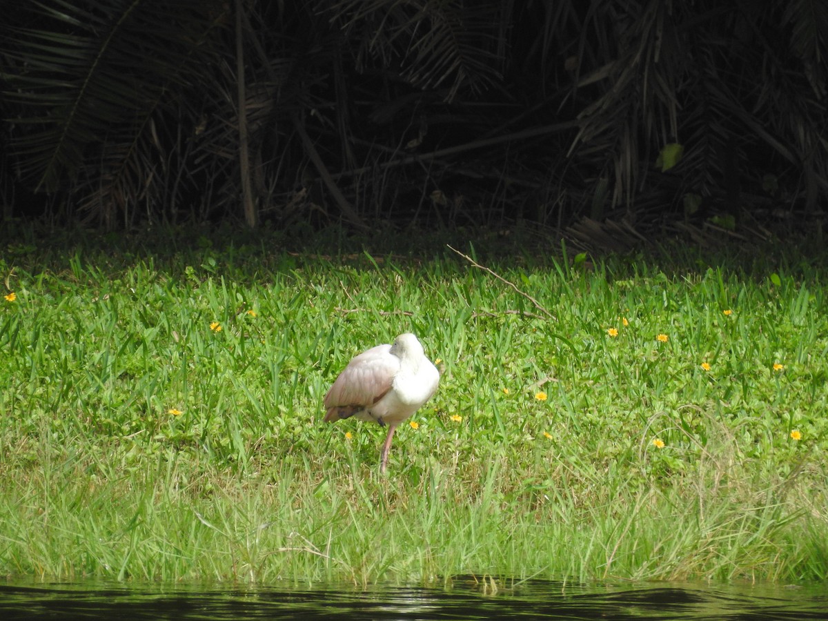 Roseate Spoonbill - Ariel Gonzalez