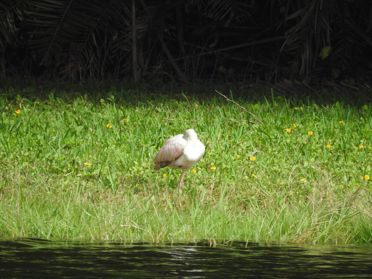 Roseate Spoonbill - ML613016810