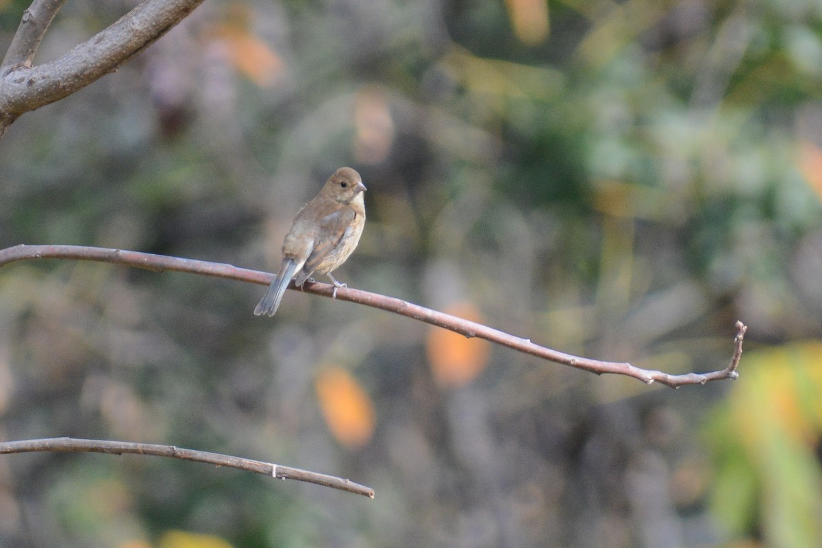 Indigo Bunting - ML613016818