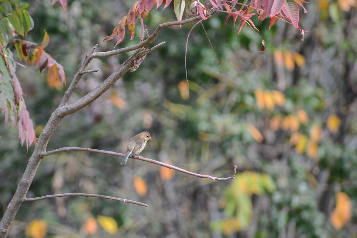 Indigo Bunting - ML613016819