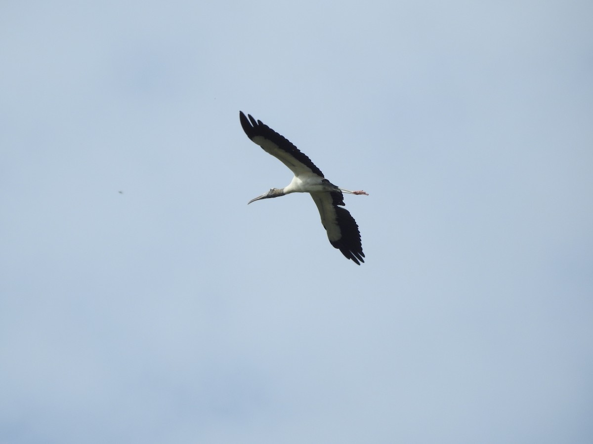 Wood Stork - Ariel Gonzalez