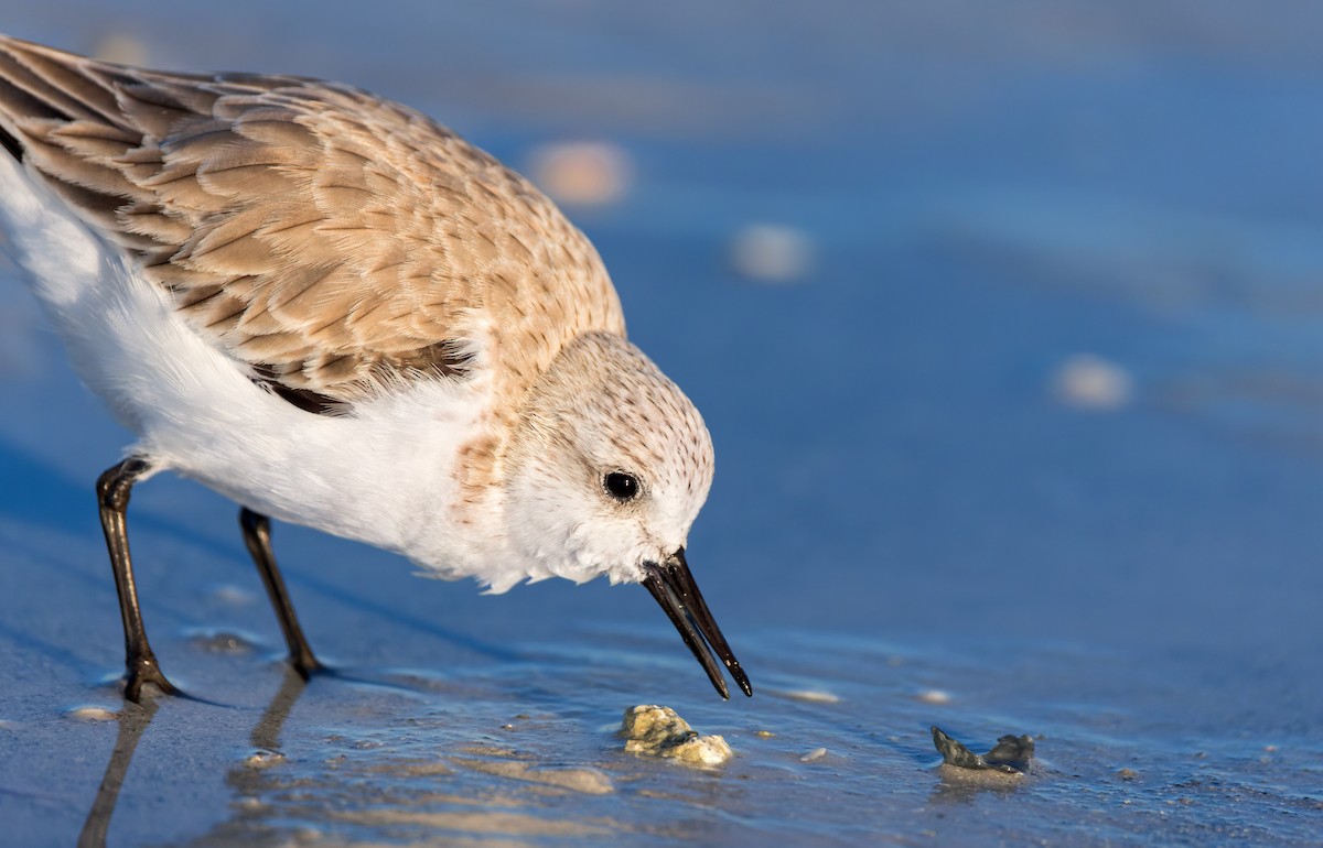三趾濱鷸 - ML613016855