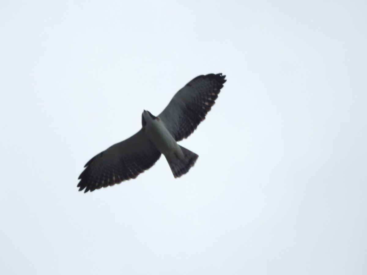 Short-tailed Hawk - Ariel Gonzalez