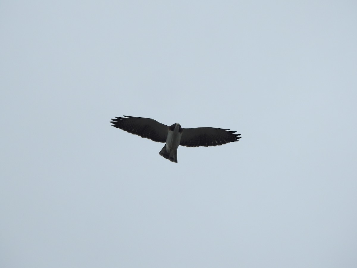 Short-tailed Hawk - Ariel Gonzalez