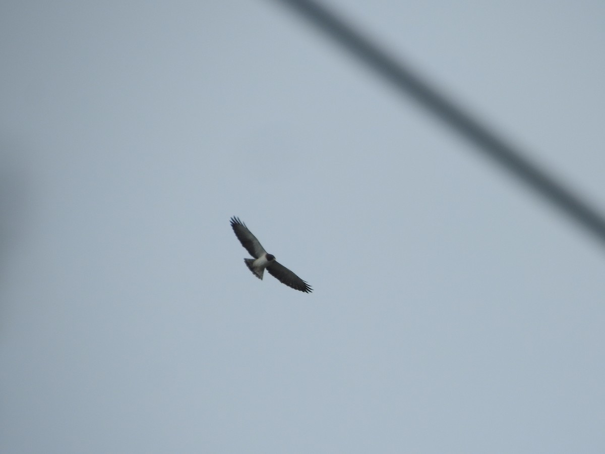 Short-tailed Hawk - Ariel Gonzalez