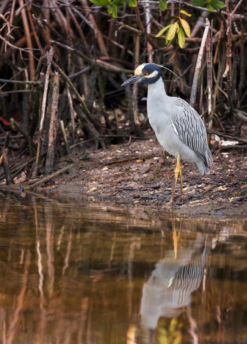Yellow-crowned Night Heron - ML613016902