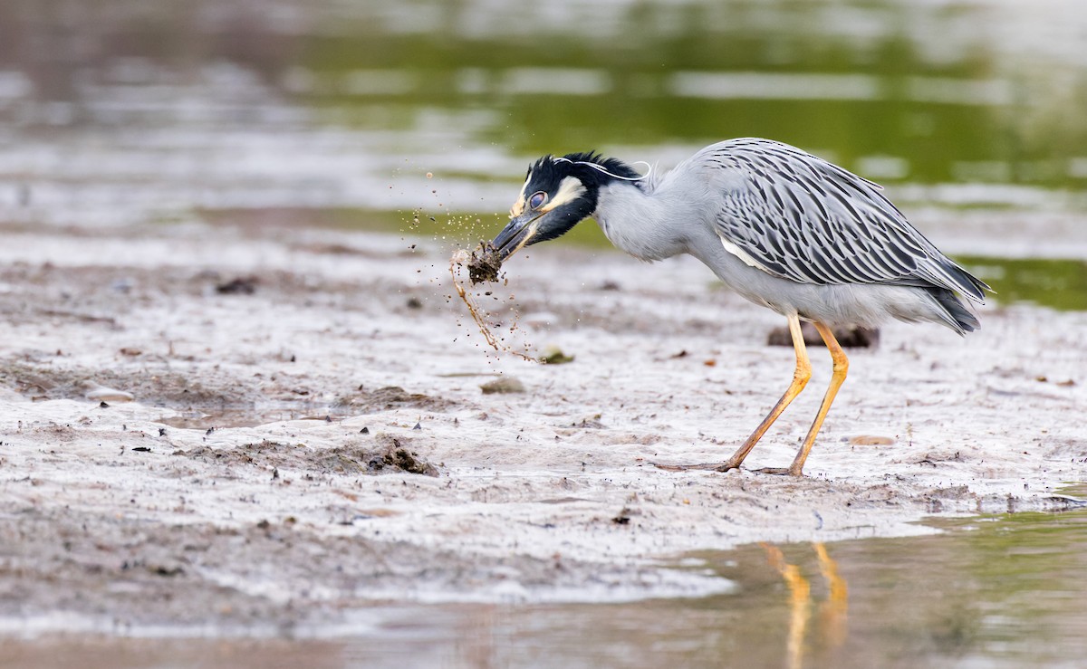 Yellow-crowned Night Heron - ML613016907