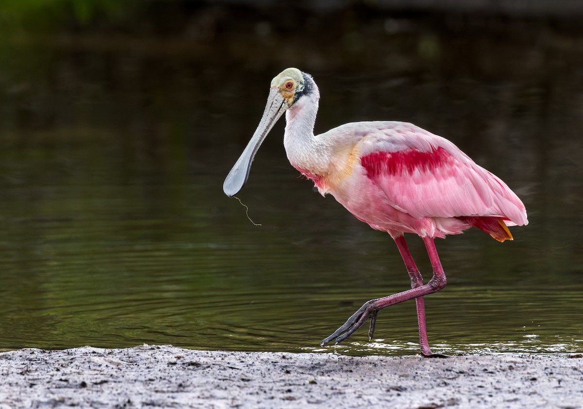 Roseate Spoonbill - ML613016922
