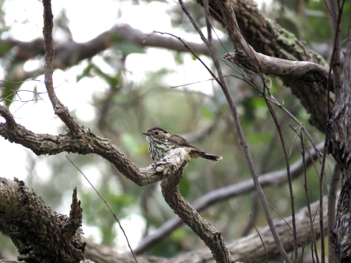 Speckled Warbler - Michael  Livingston