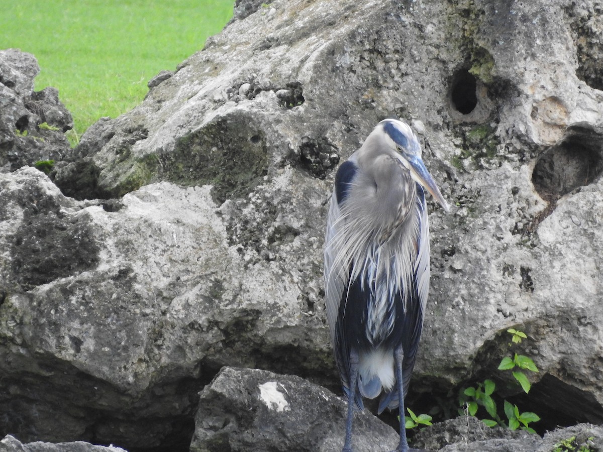 Great Blue Heron - Ariel Gonzalez