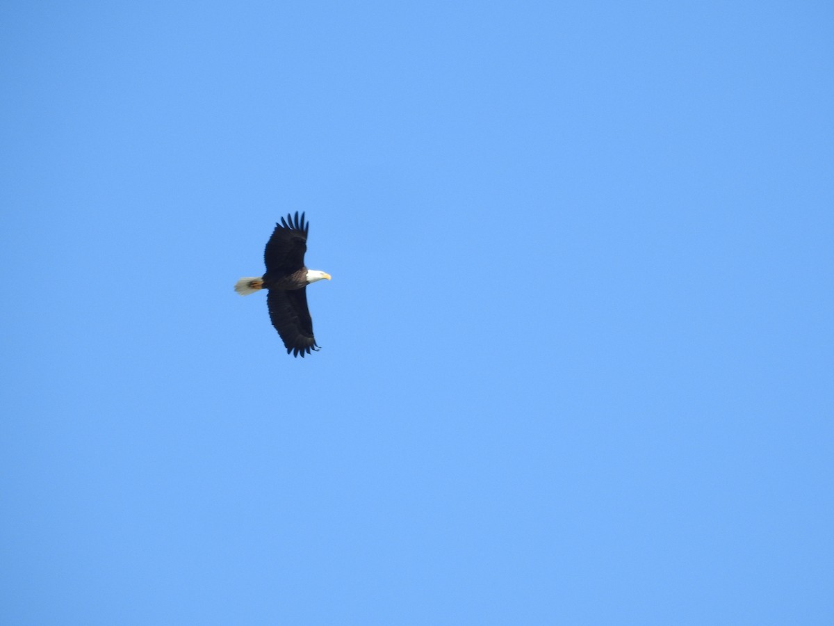 Bald Eagle - ML613017047