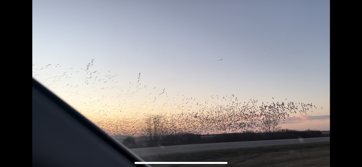 Snow Goose - ML613017062