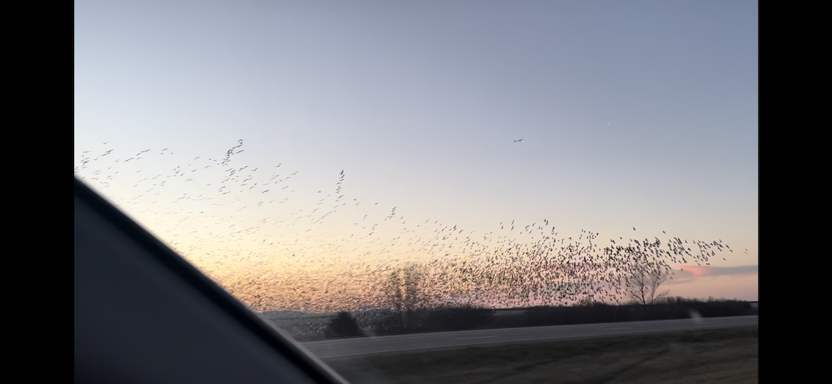 Snow Goose - ML613017063