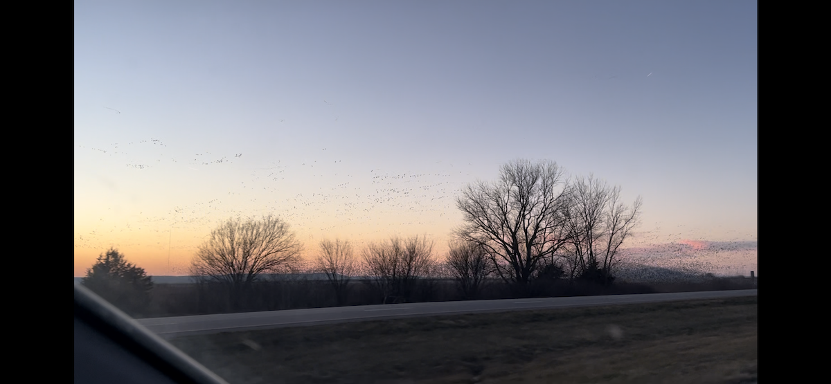 Snow Goose - ML613017064