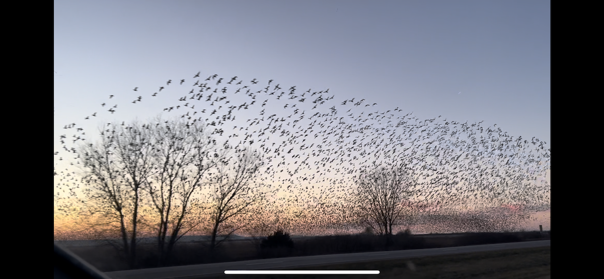 Snow Goose - ML613017065