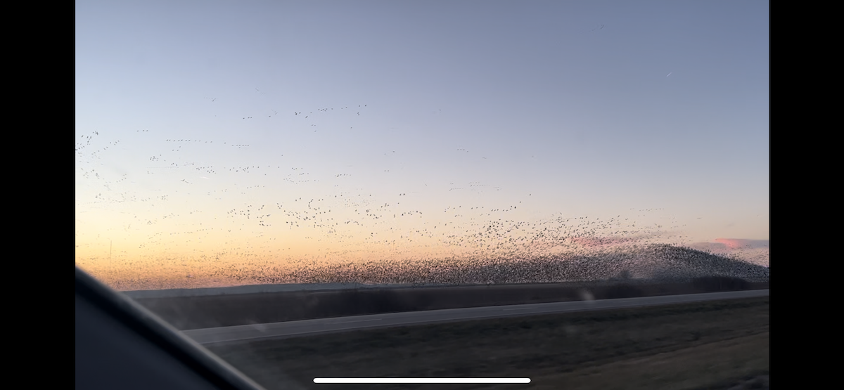 Snow Goose - ML613017066