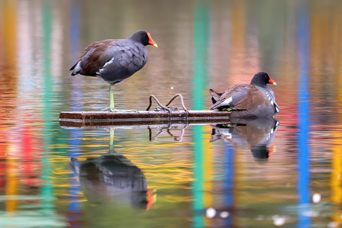 Common Gallinule - ML613017075