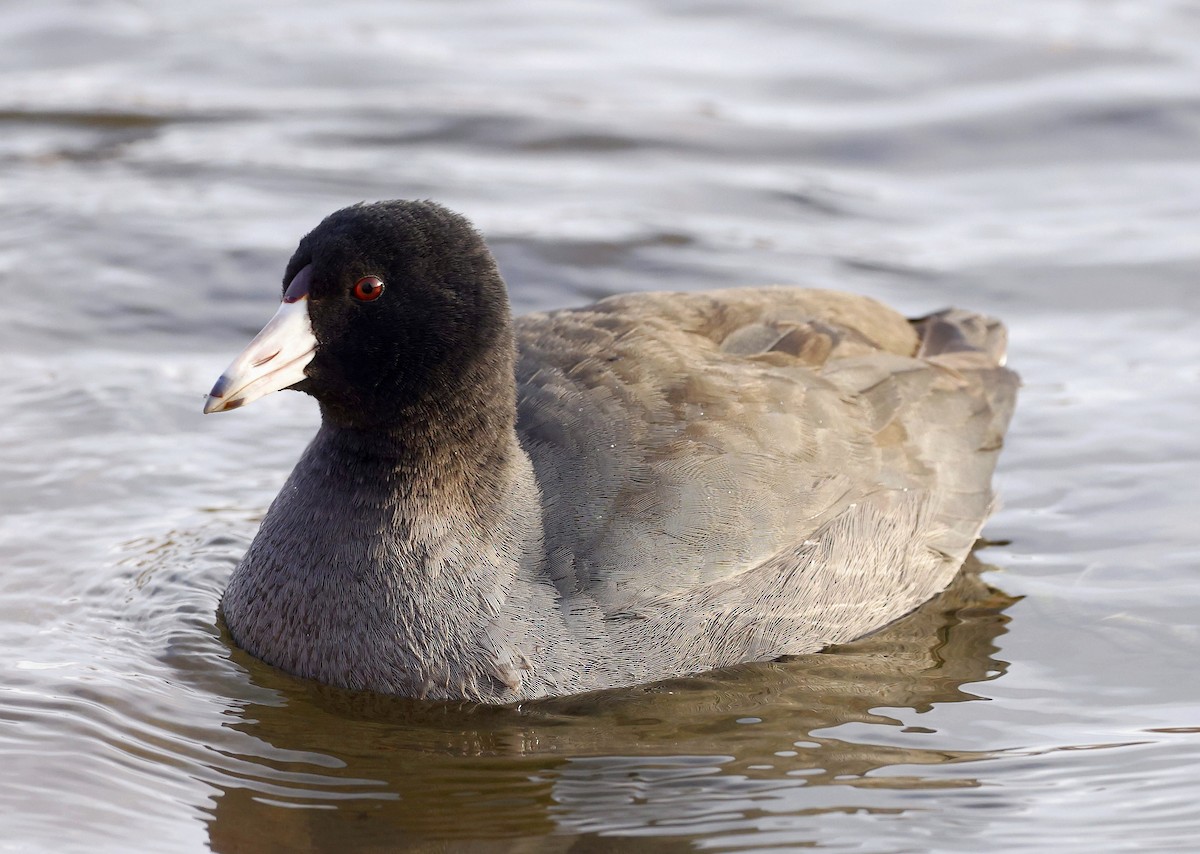 American Coot - Charles Fitzpatrick