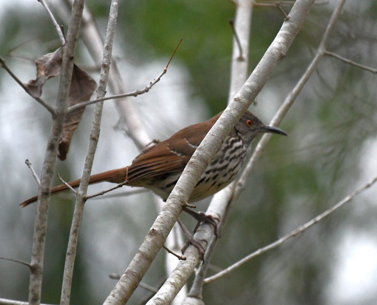 Long-billed Thrasher - ML613017085