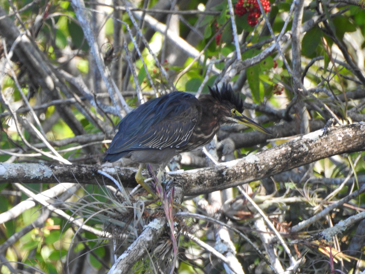 Tricolored Heron - Ariel Gonzalez