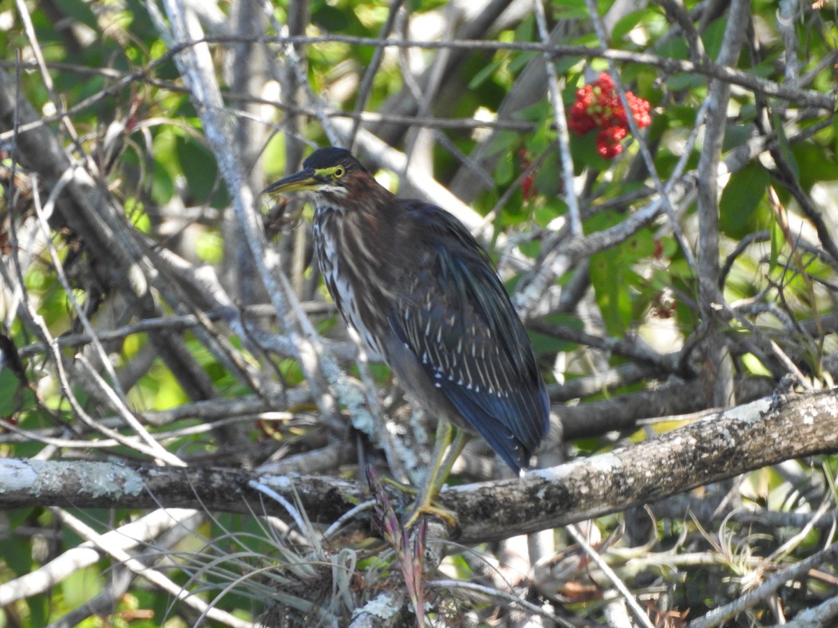 Tricolored Heron - ML613017120