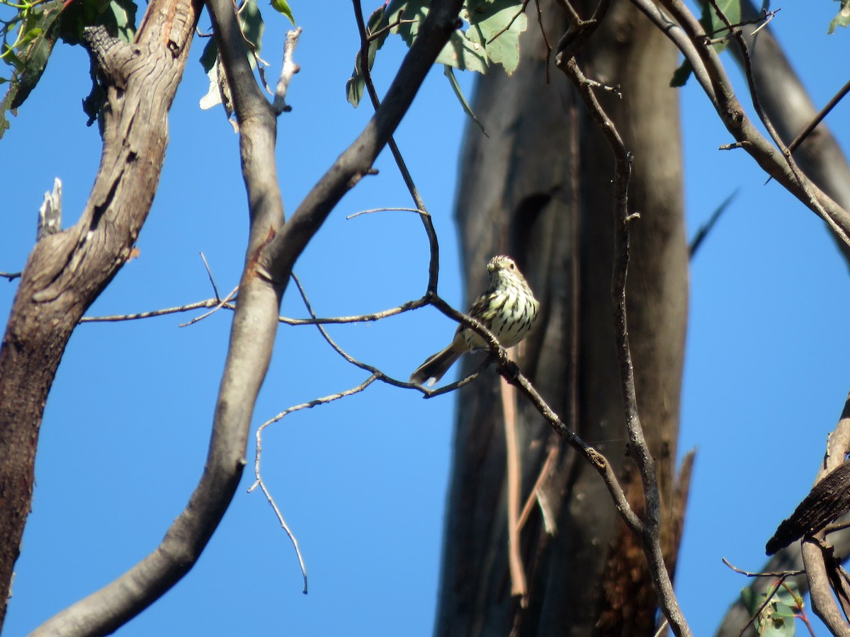 Speckled Warbler - ML613017185