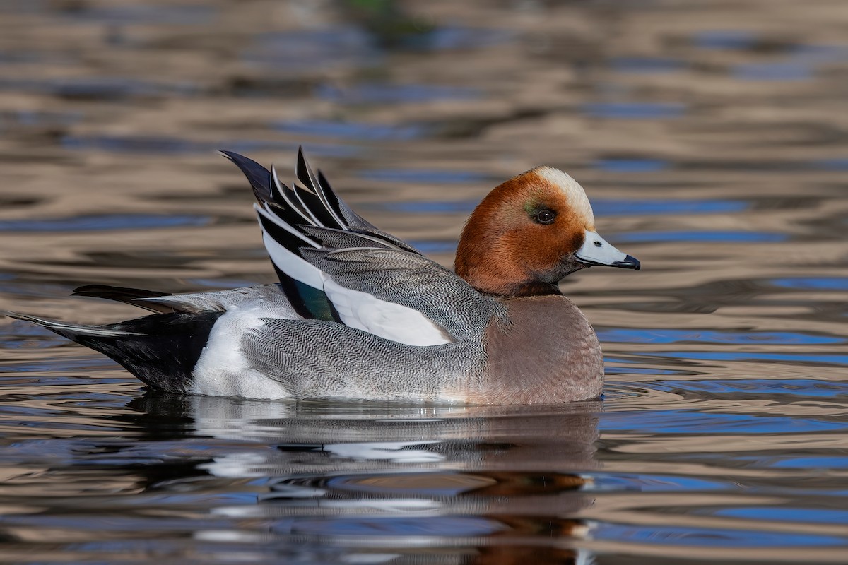 Eurasian Wigeon - ML613017192