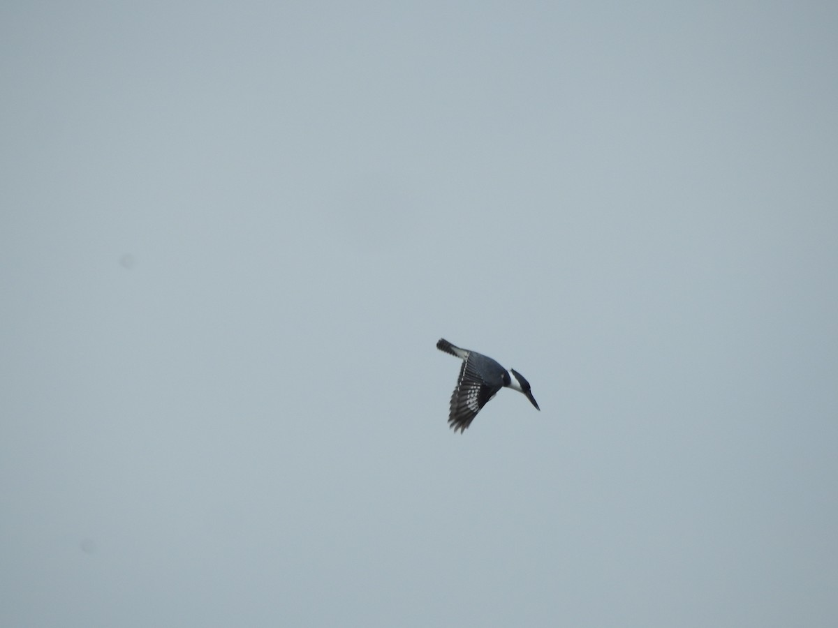 Belted Kingfisher - Ariel Gonzalez