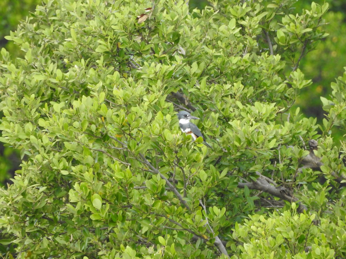 Belted Kingfisher - ML613017196