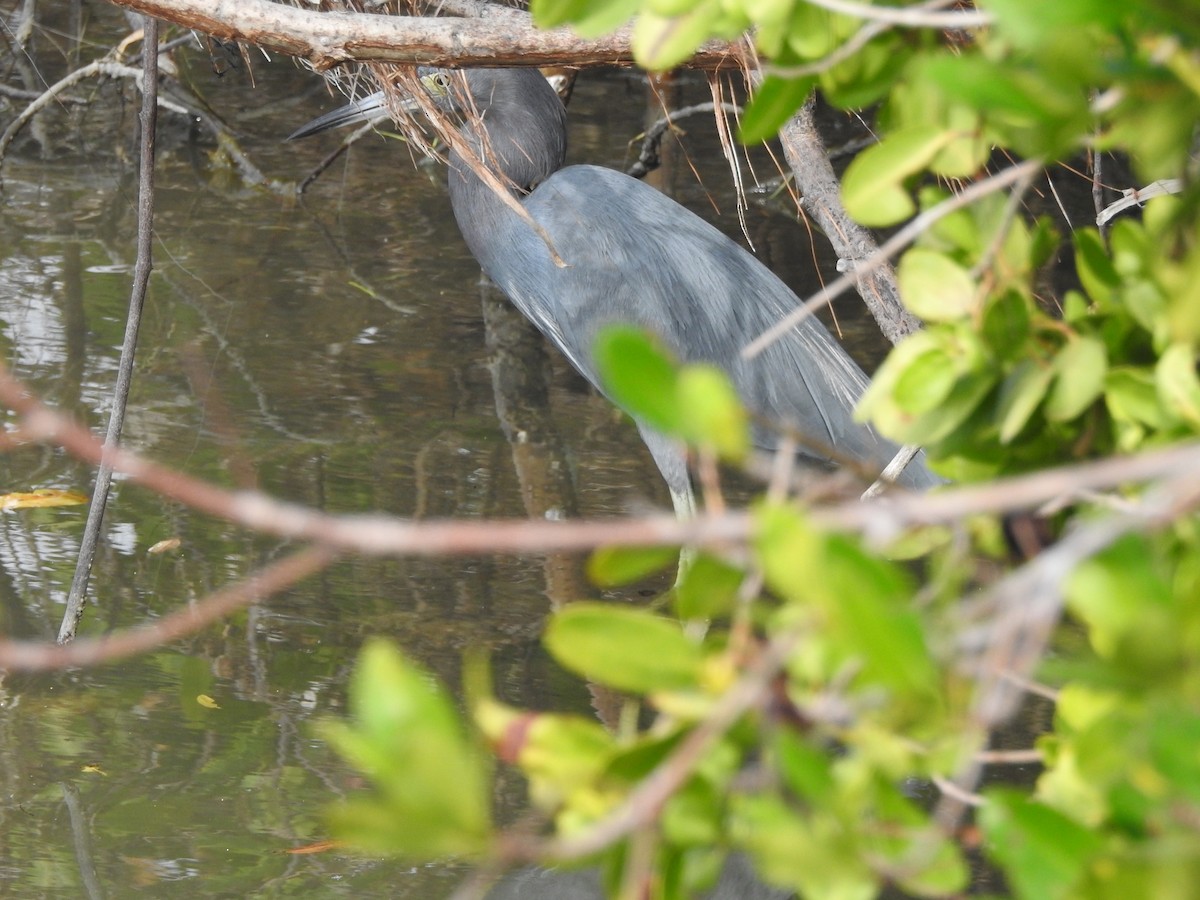 Little Blue Heron - Ariel Gonzalez