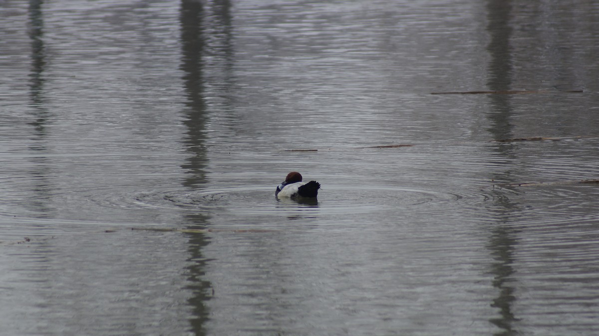 Common Pochard - ML613017313