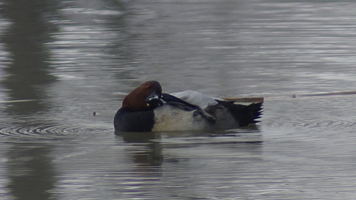 Common Pochard - ML613017314