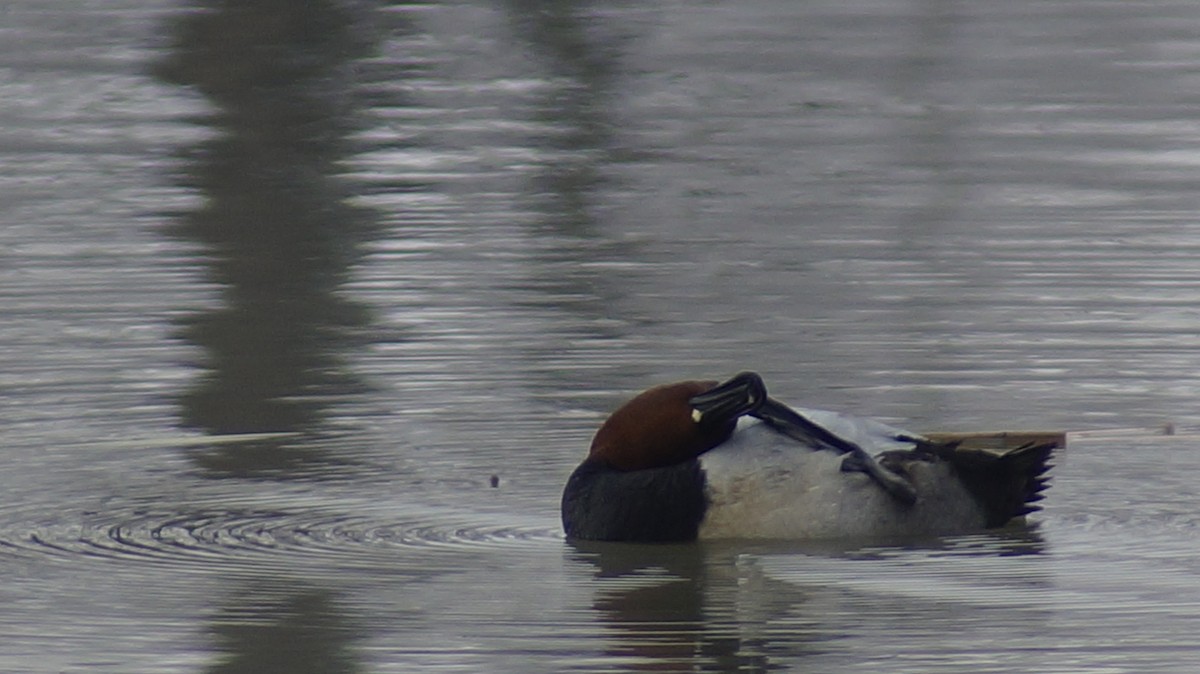 Common Pochard - ML613017315